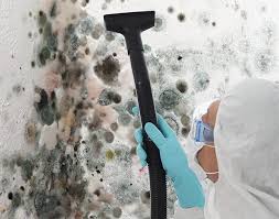 Best Basement Mold Removal in USA